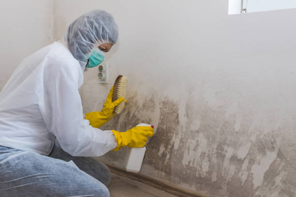 Best Residential Mold Removal  in Winter Springs, FL