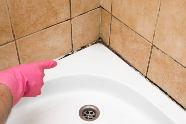 Best Black Mold Removal  in Winter Springs, FL